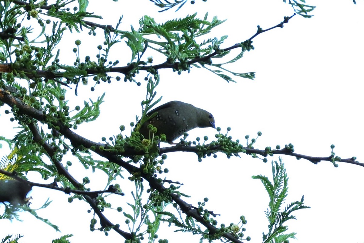 Estrilda Verde - ML645842910