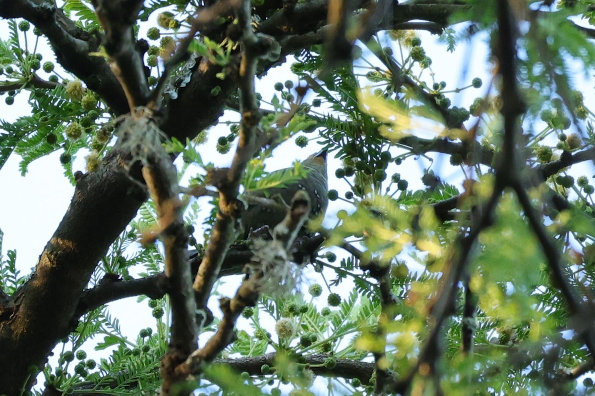 Estrilda Verde - ML645842911