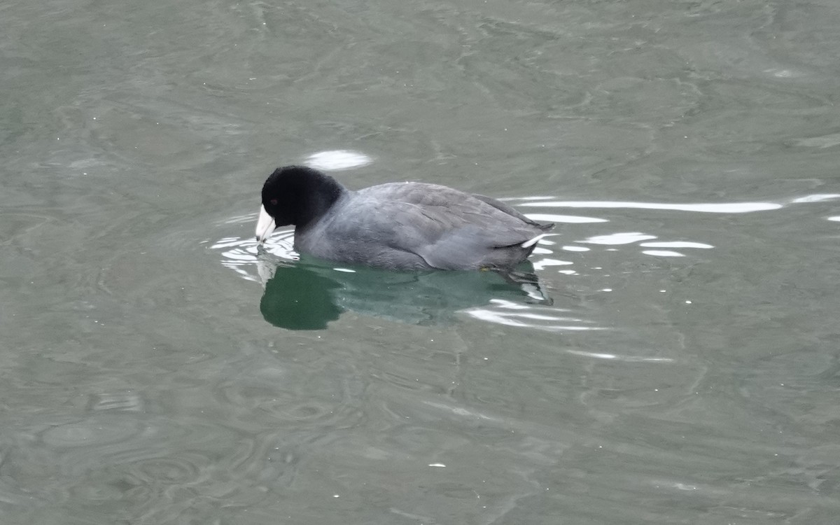 Focha Americana - ML645842912