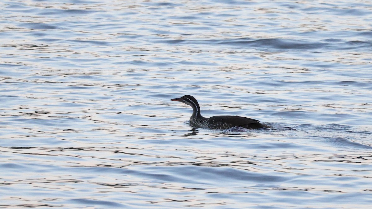 Avesol Africano - ML645842913