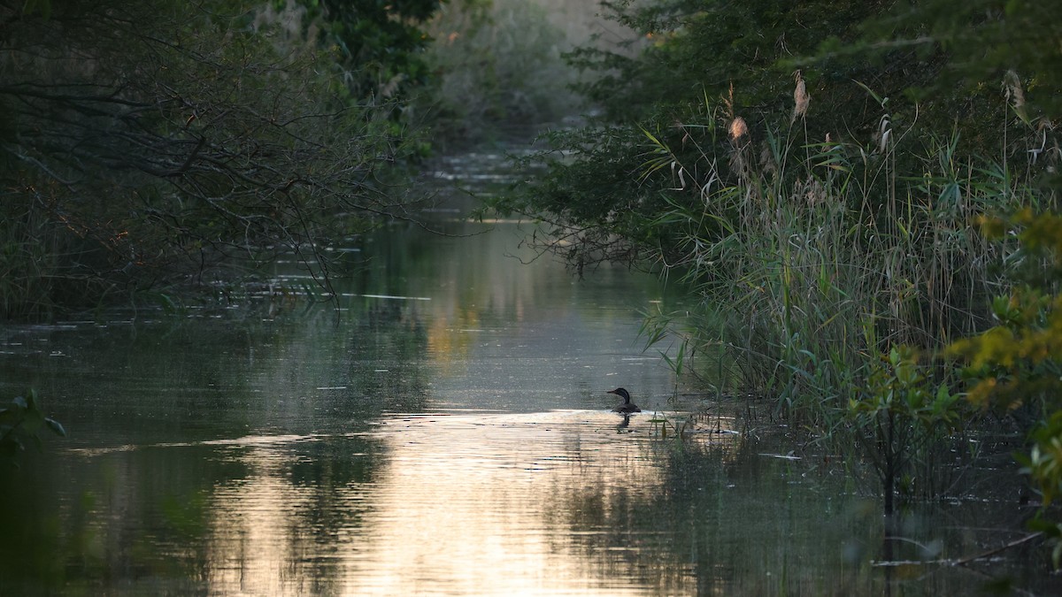 Avesol Africano - ML645842914