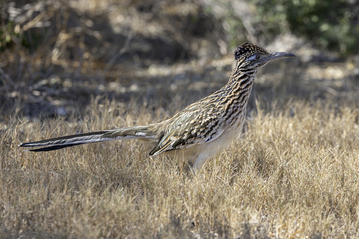 Correcaminos Grande - ML645842915