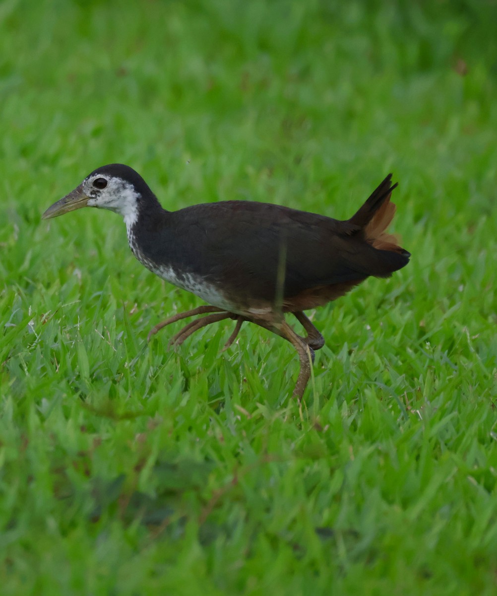 Gallineta Pechiblanca - ML645842919