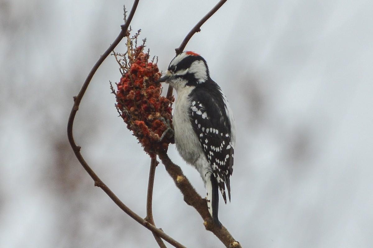 Pico Pubescente - ML645842921