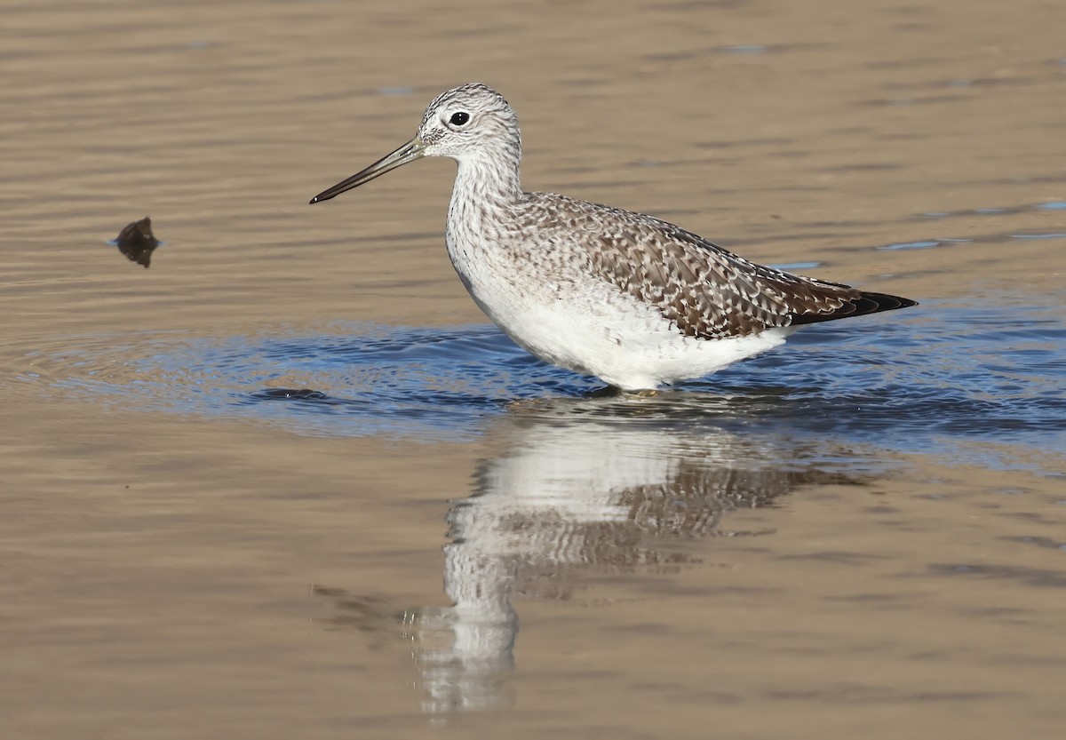 Archibebe Patigualdo Grande - ML645842922