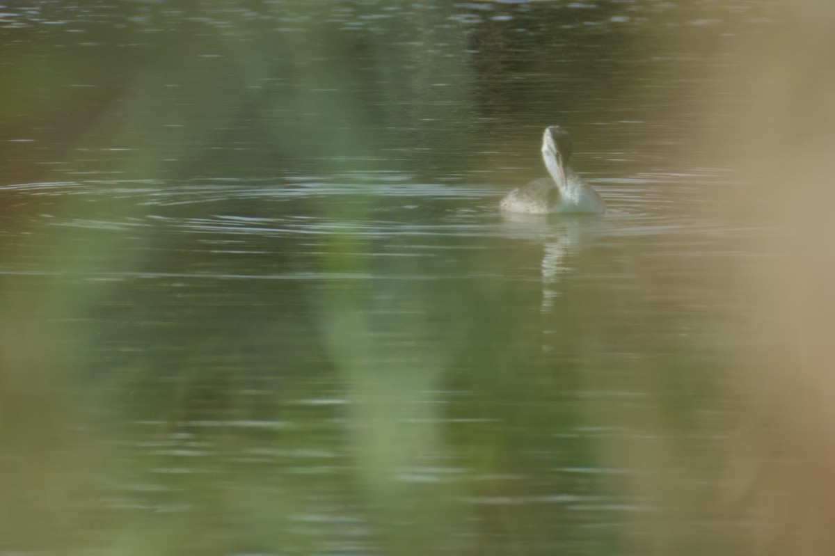 Somormujo Lavanco - ML645842923