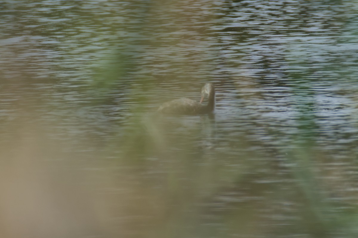 Somormujo Lavanco - ML645842924