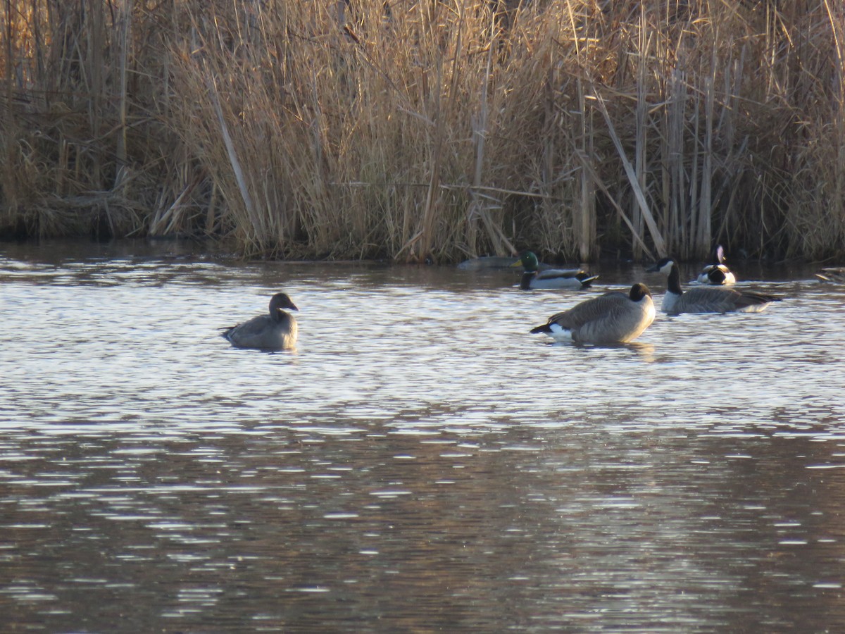 Ánsar Nival - ML645842925