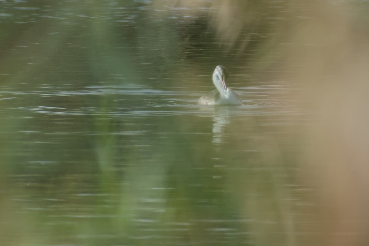 Somormujo Lavanco - ML645842928