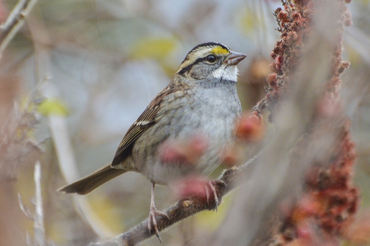 Chingolo Gorjiblanco - ML645842933
