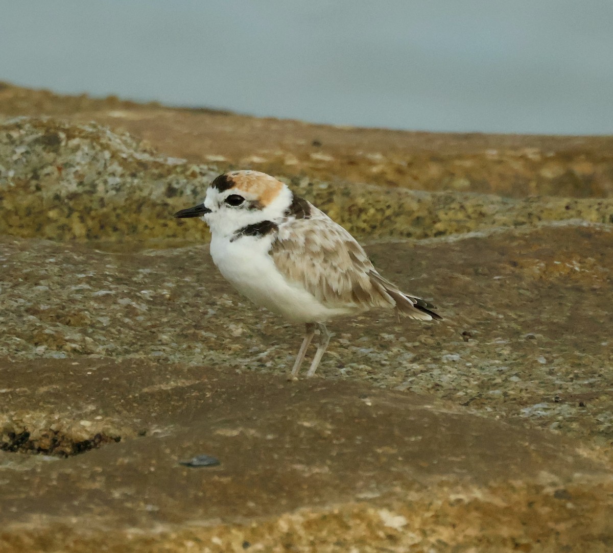 Chorlitejo Malayo - ML645842934