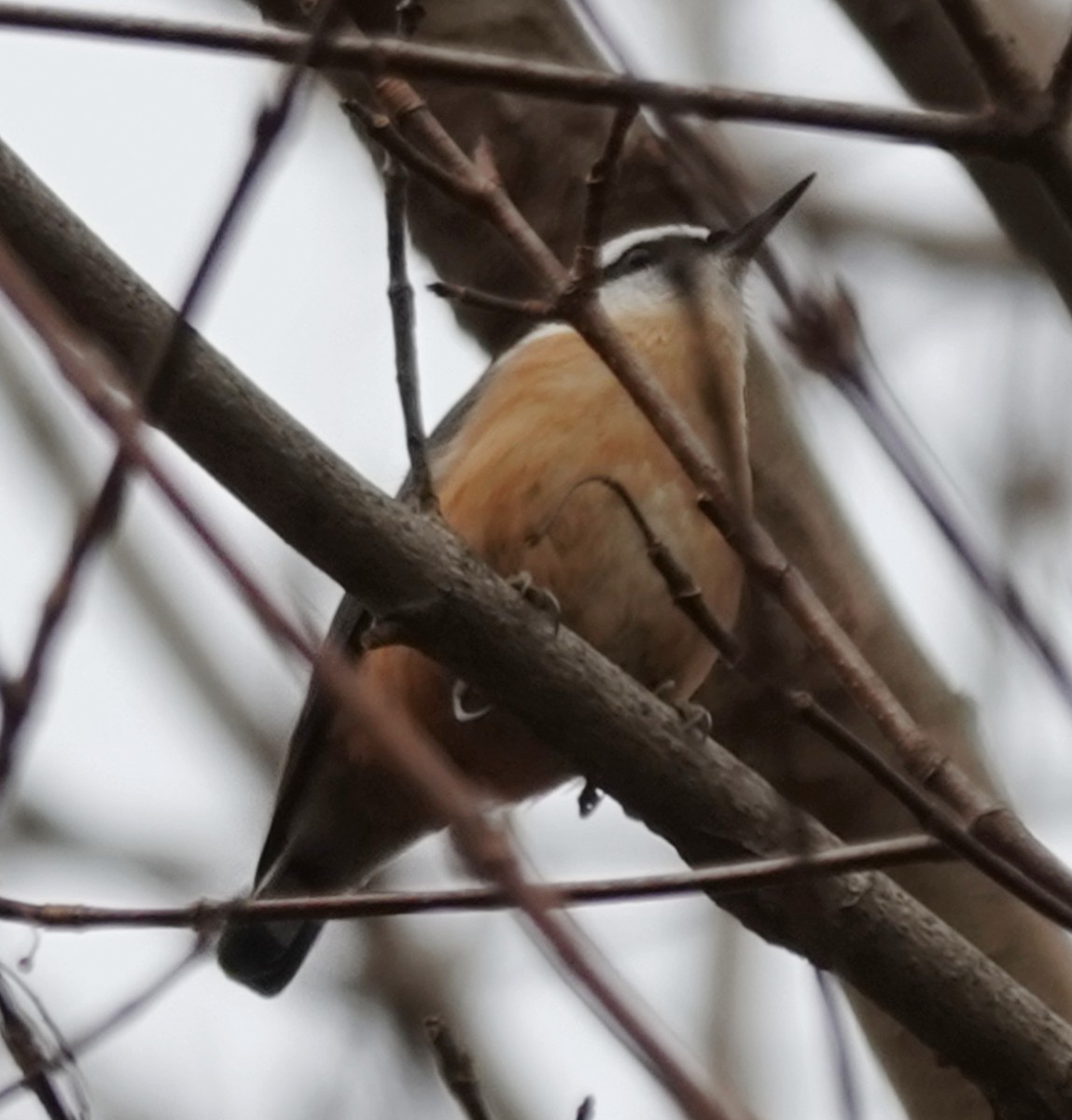 Trepador Canadiense - ML645842938