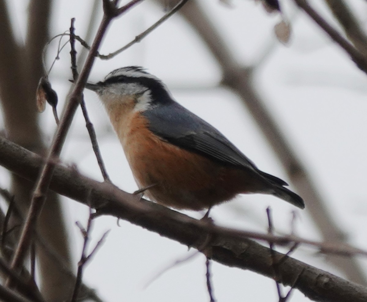 Trepador Canadiense - ML645842939