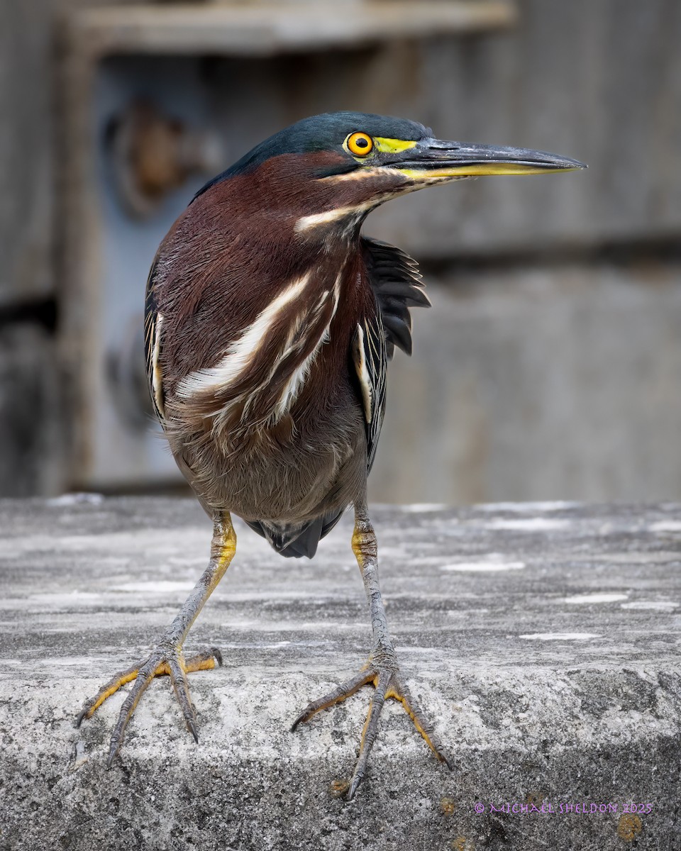 Garcilla Verde - ML645842958