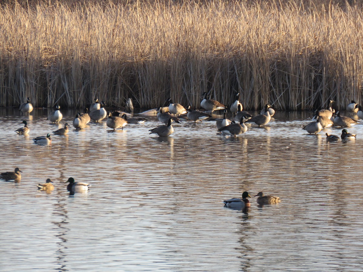 Canada Goose - ML645842959