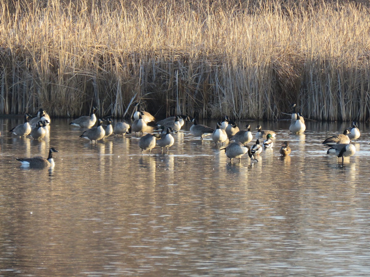 Canada Goose - ML645842973