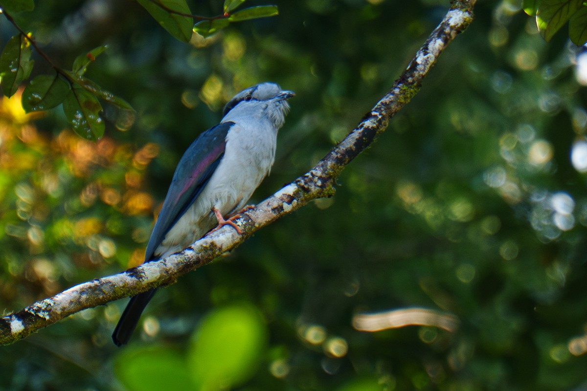 Carraca Curol - ML645842975