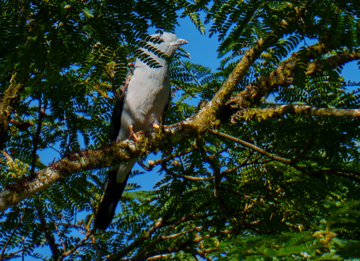 Carraca Curol - ML645842976