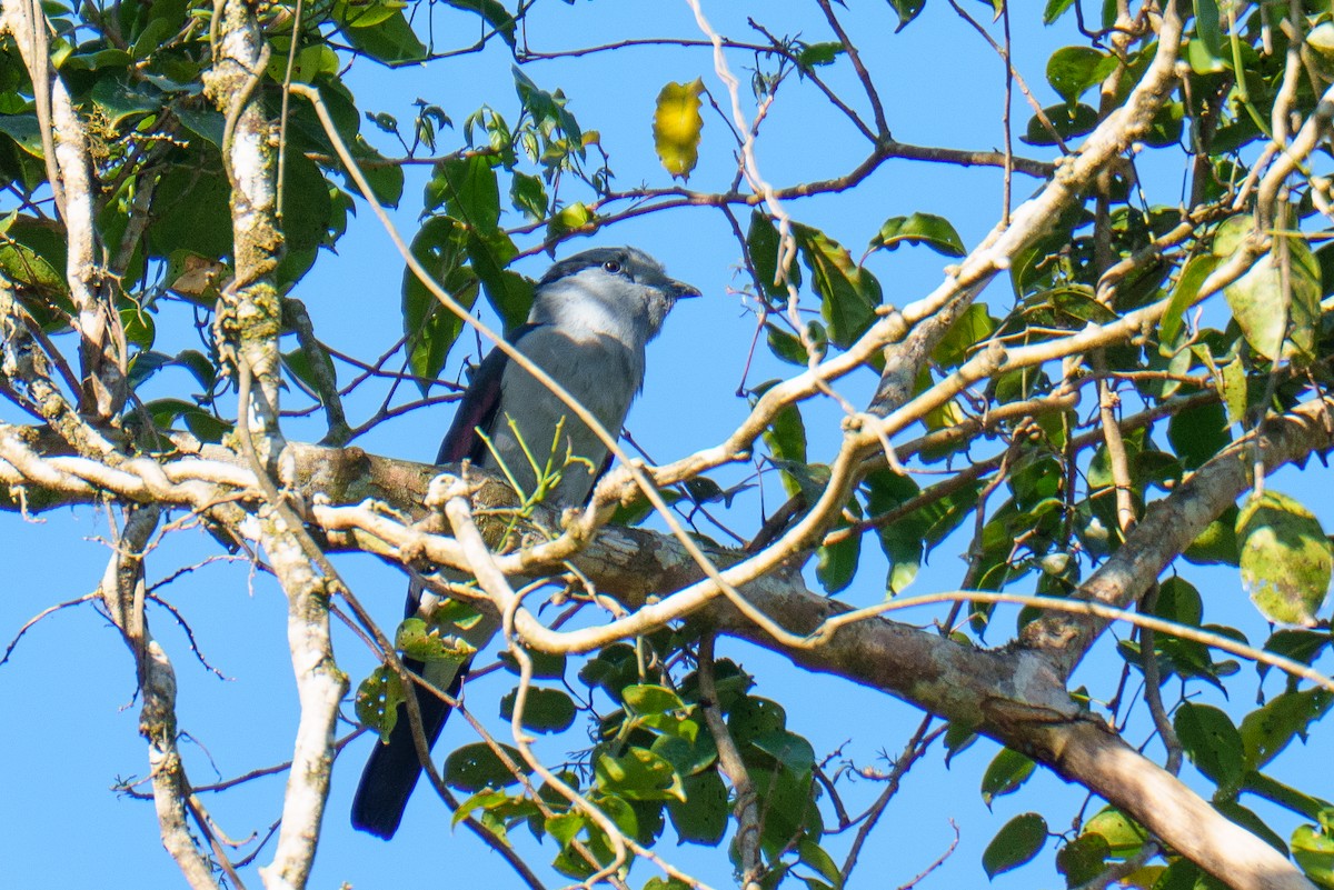 Carraca Curol - ML645842977