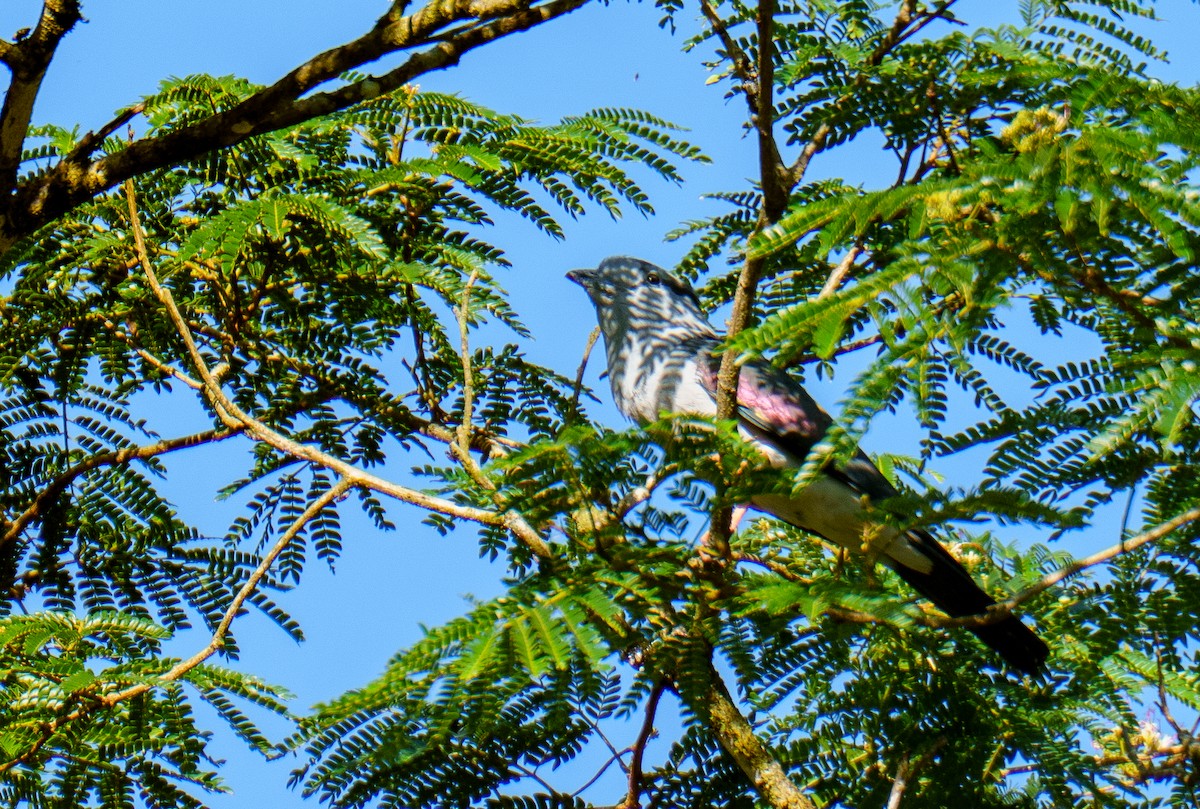 Carraca Curol - ML645842978