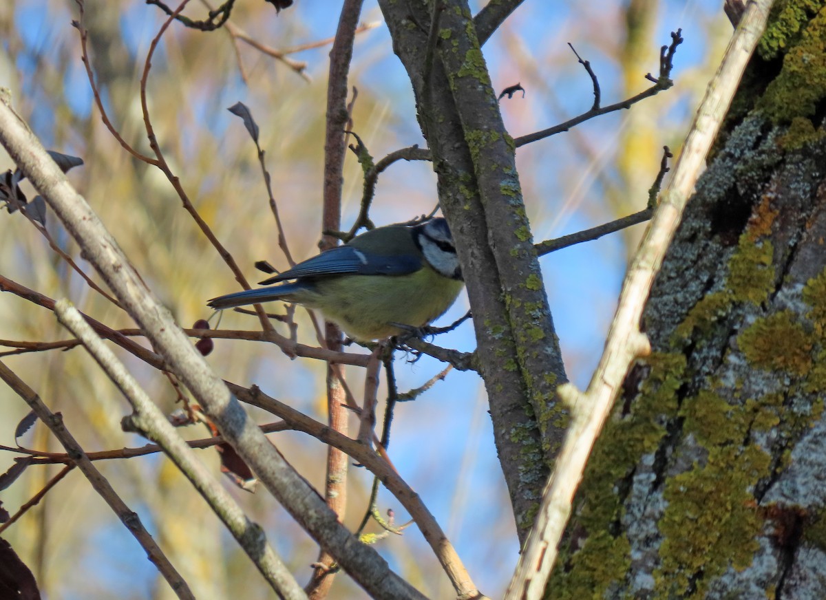 Eurasian Blue Tit - ML645842988