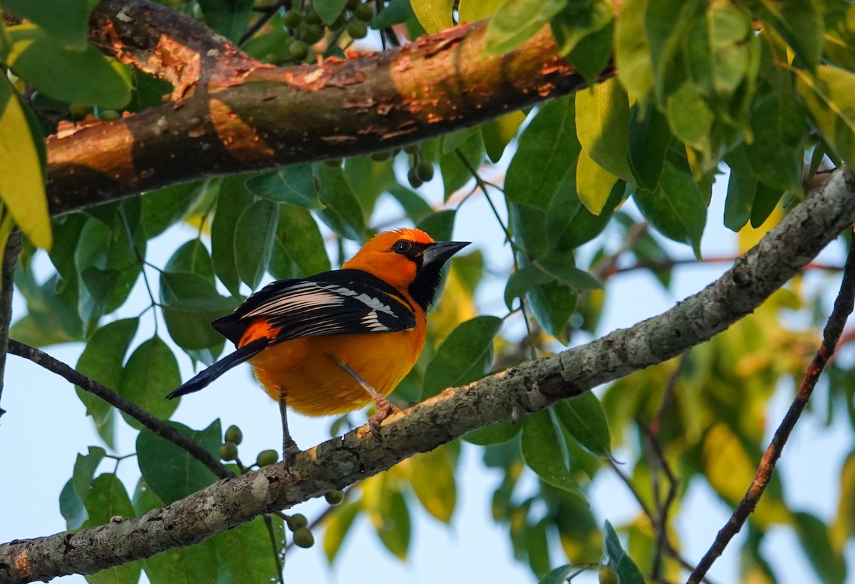 Altamira Oriole - ML645842991