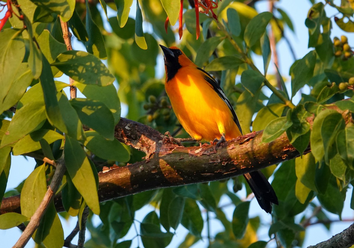 Altamira Oriole - ML645842992