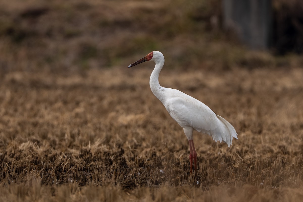Siberian Crane - ML645842993