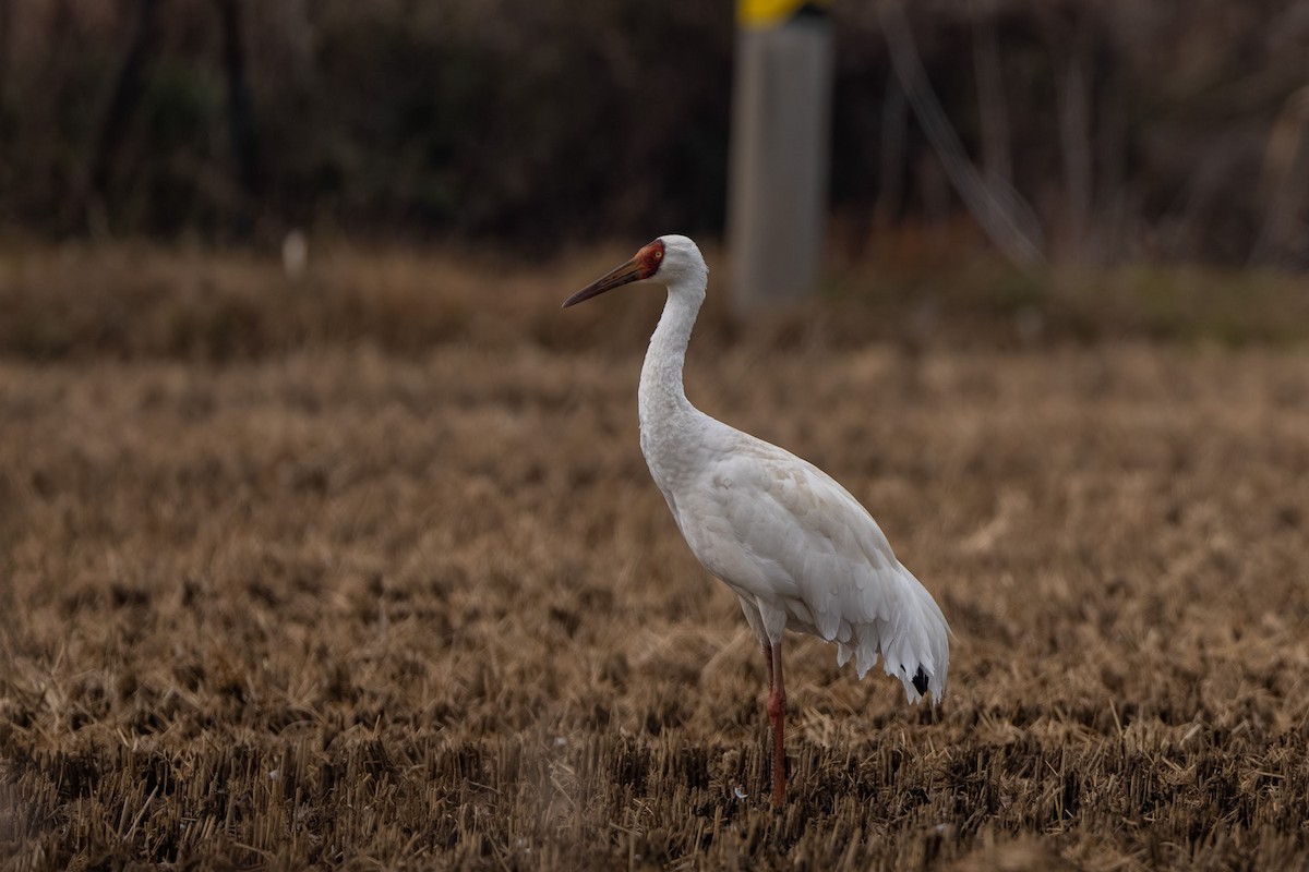 Siberian Crane - ML645842994