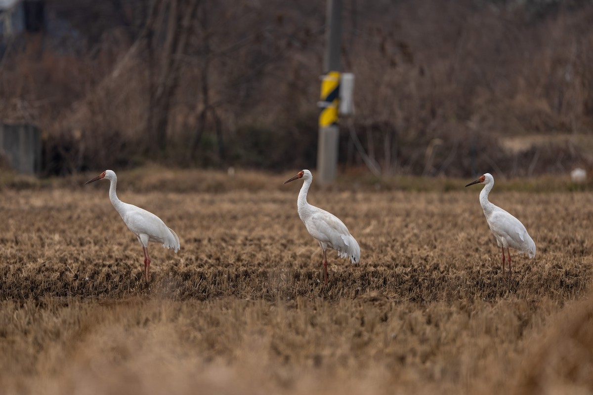 Siberian Crane - ML645842995