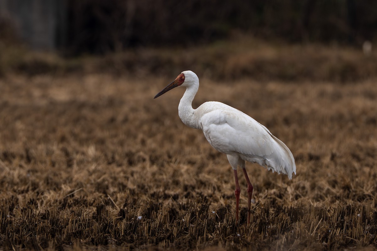 Siberian Crane - ML645842996