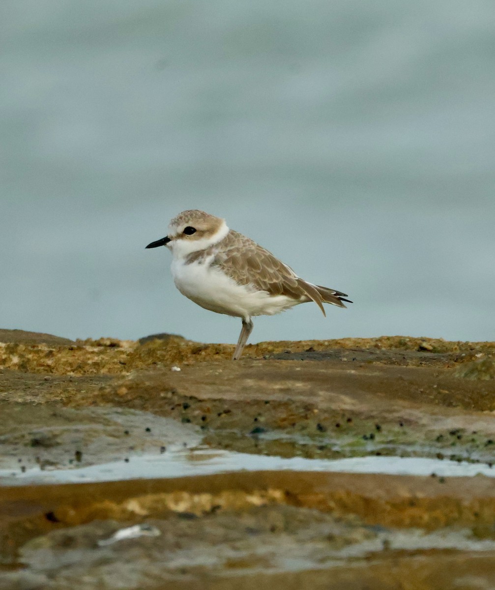 White-faced Plover - ML645843001