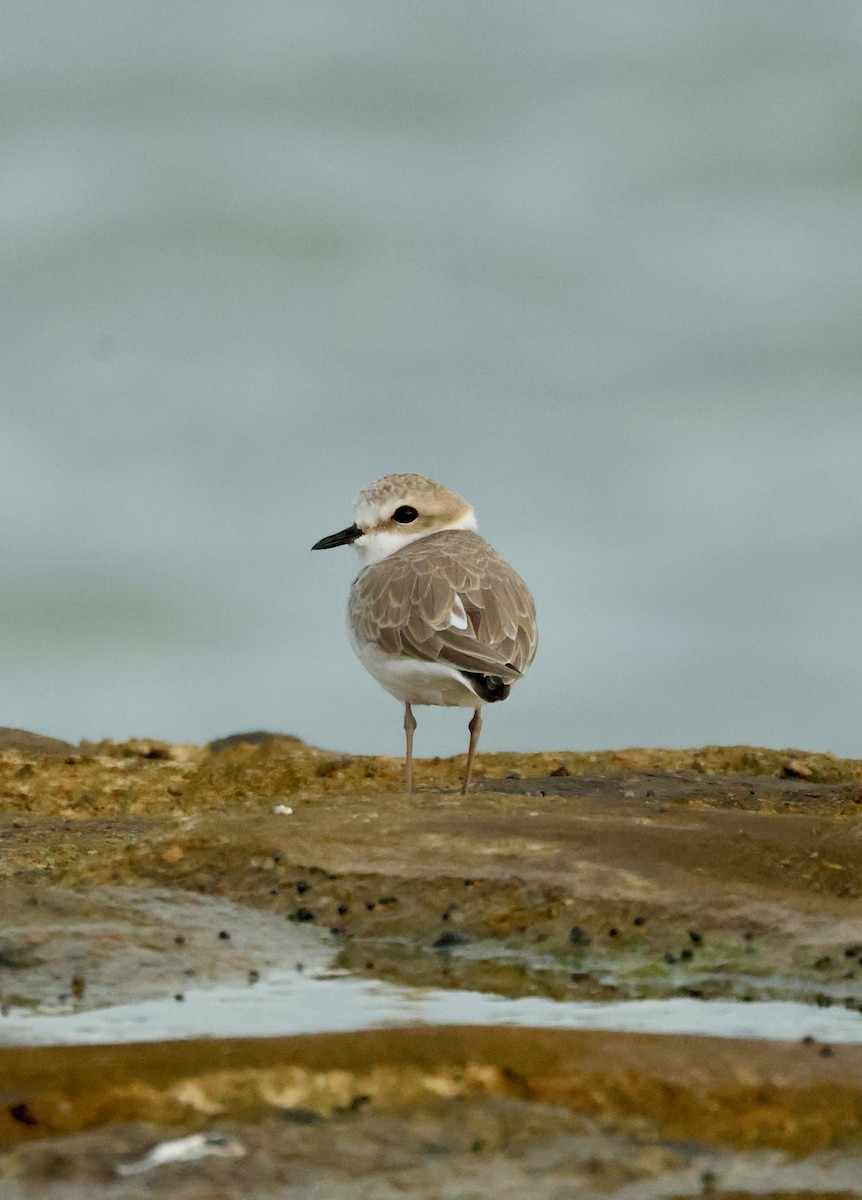 White-faced Plover - ML645843002