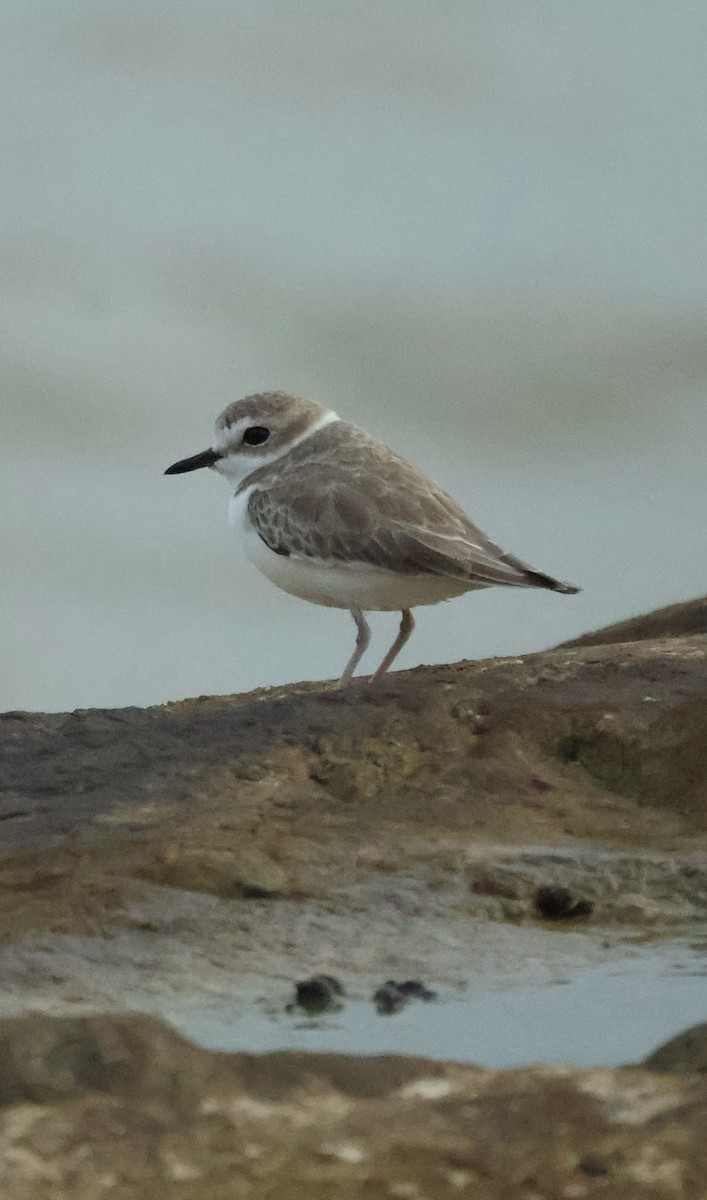 White-faced Plover - ML645843003