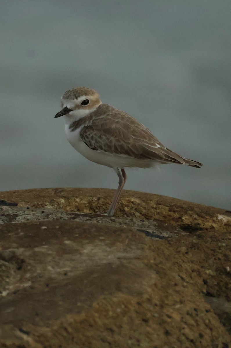 חופמי לבן-פנים - ML645843005