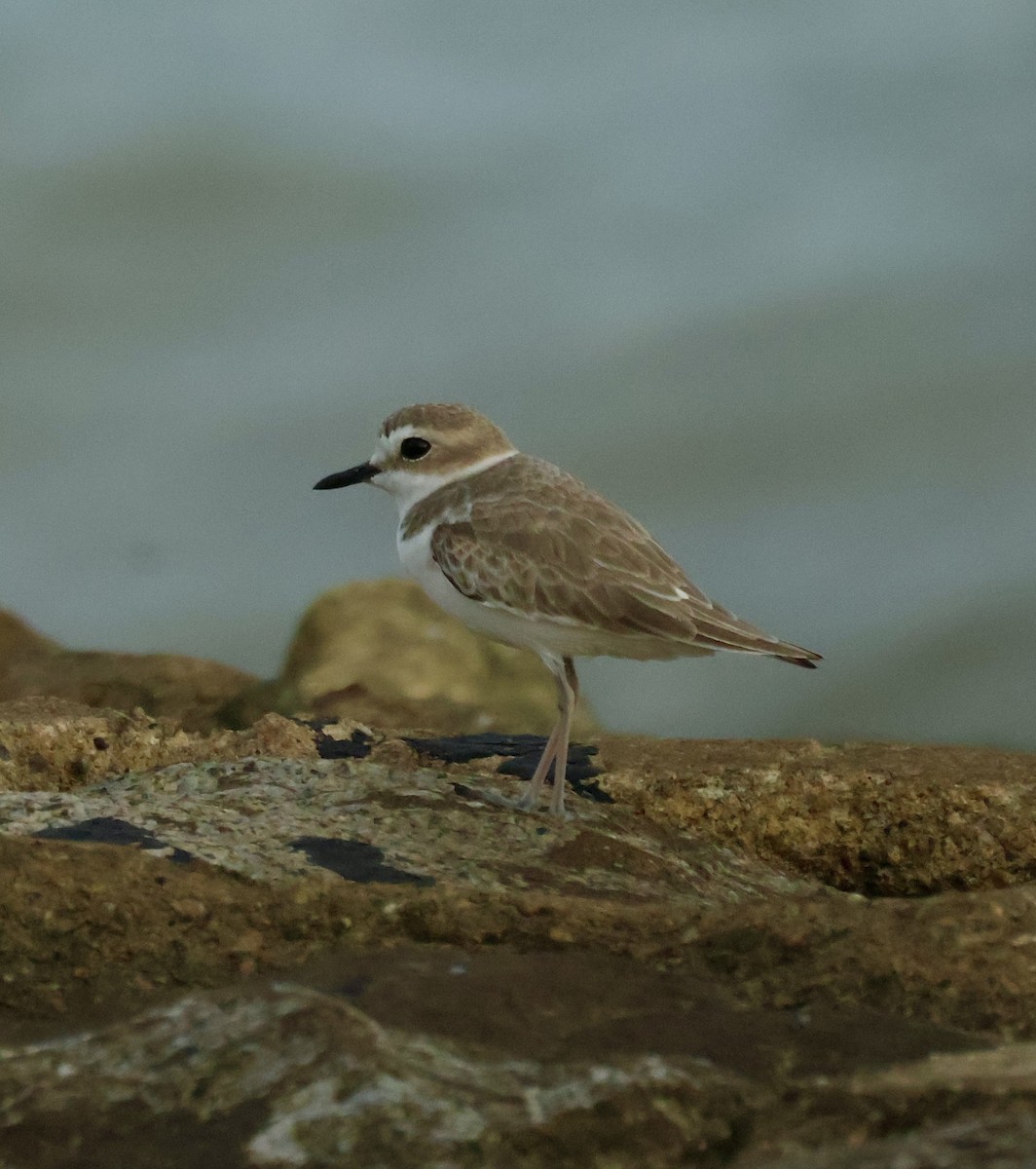 White-faced Plover - ML645843006