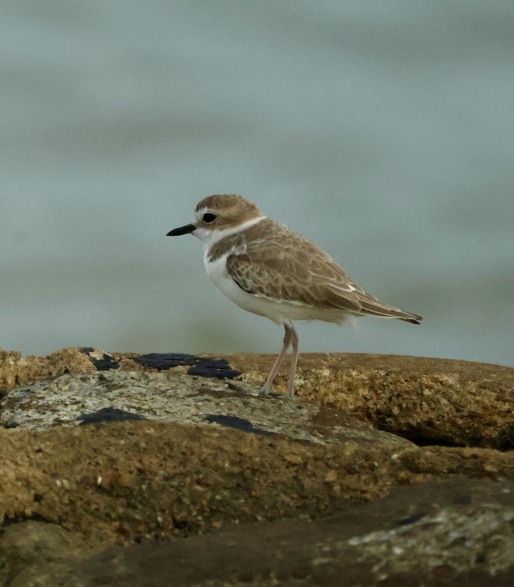 חופמי לבן-פנים - ML645843008
