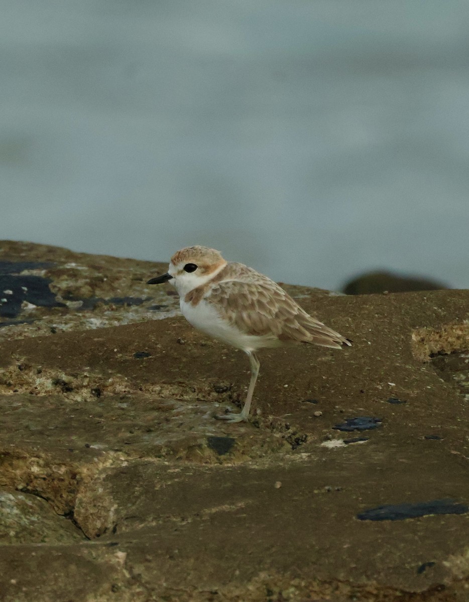 Malaysian Plover - ML645843010