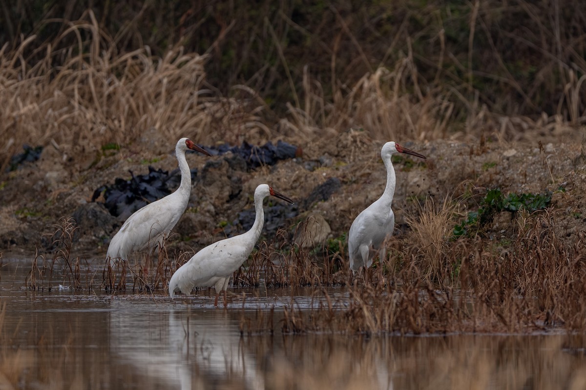 Siberian Crane - ML645843014