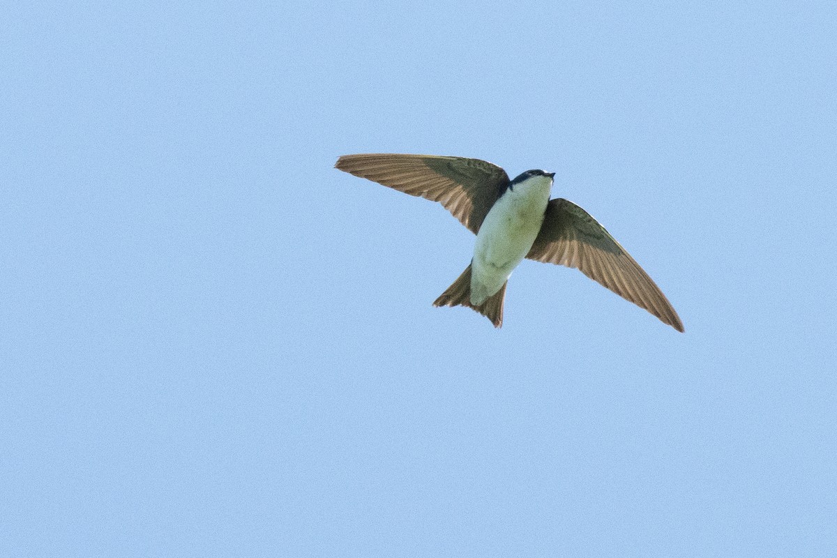 Tree Swallow - ML645843015