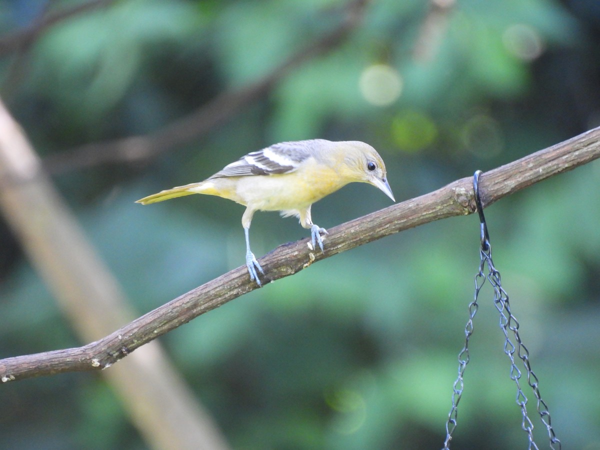 Балтиморский трупиал - ML645843016