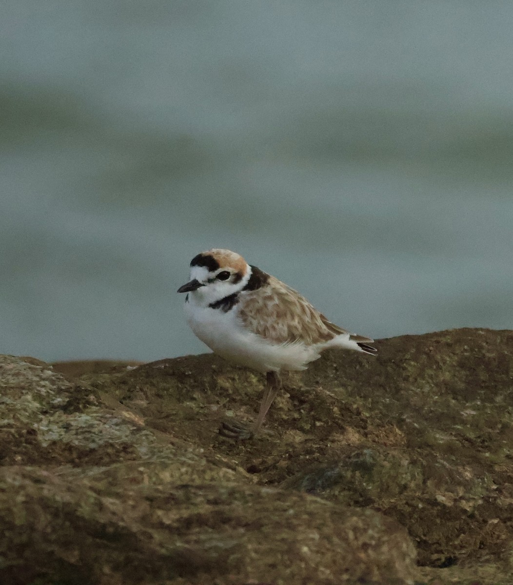 Malaysian Plover - ML645843018