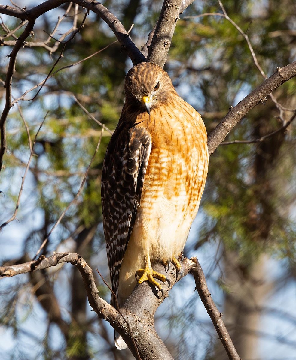 Red-shouldered Hawk - ML645843019