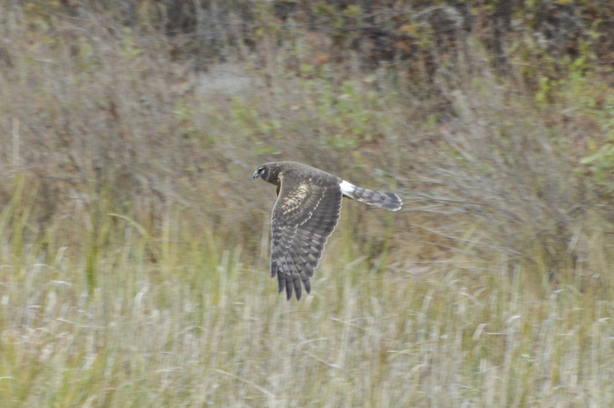 Лунь американський - ML645843021