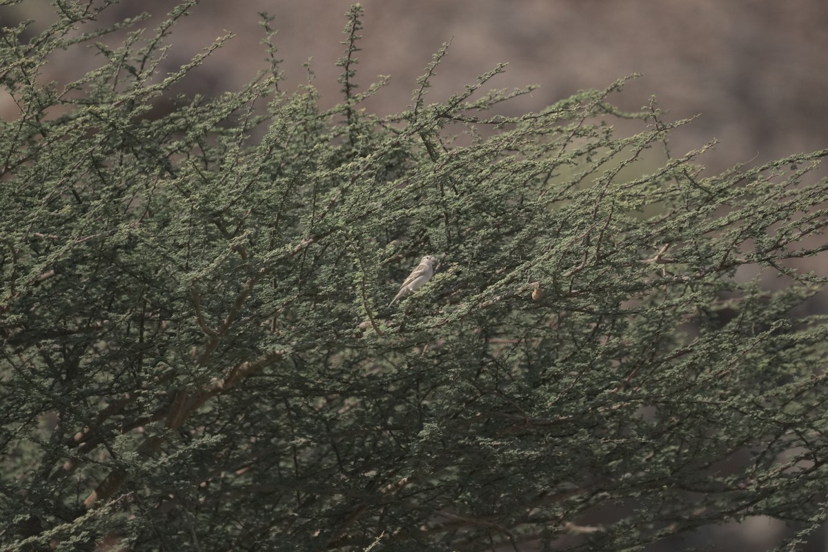 Gorrión Común - ML645843024