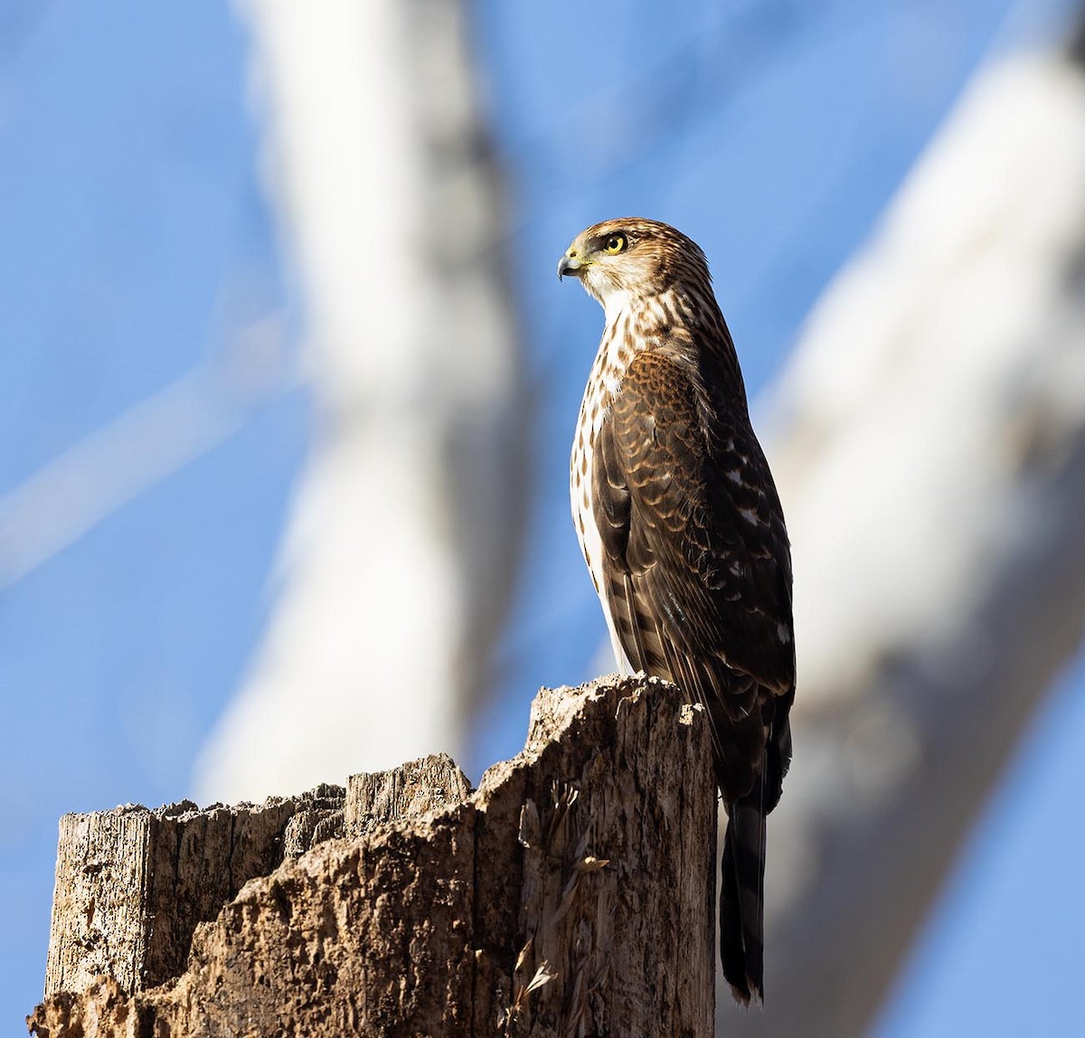 Cooper's Hawk - ML645843025