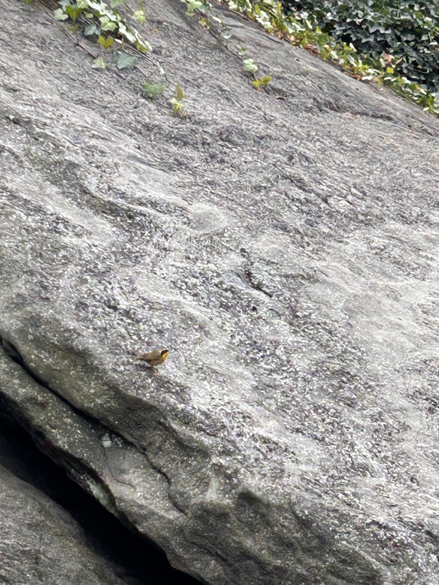 Common Yellowthroat - ML645843027