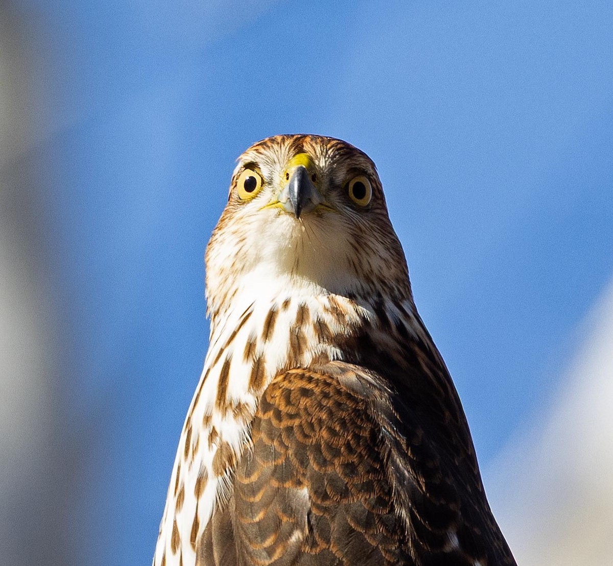 Cooper's Hawk - ML645843028