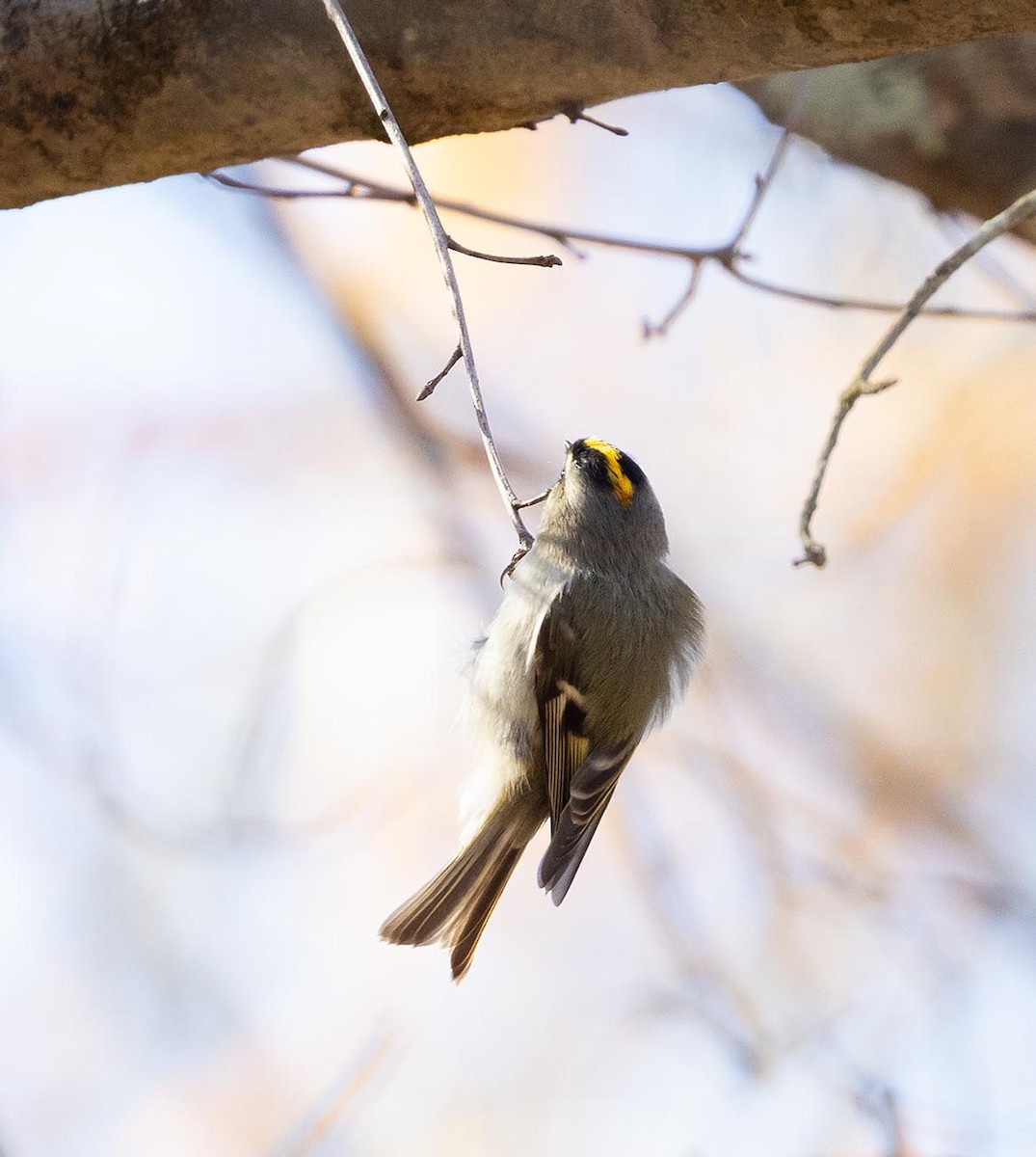 Golden-crowned Kinglet - ML645843033