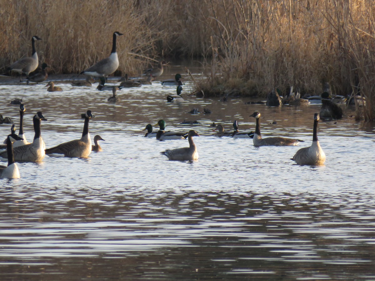 Snow Goose - ML645843034